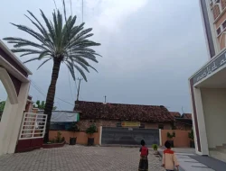 Kurma Muda Masjid Al Mubarok Mojokerto Diburu untuk Promil, Warga Datang dari Luar Kota
